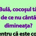 Umorul Românesc: O Analiză a Bancurilor cu Bulă și Implicațiile Lor Culturale