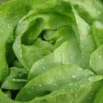 Cum să păstrezi salata proaspătă timp de 30 de zile: Trucuri esențiale pentru a evita risipa alimentară