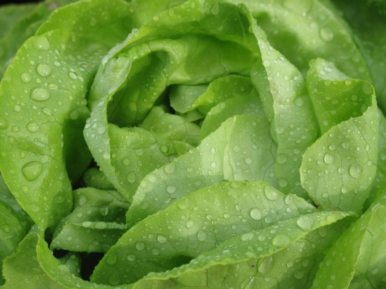 Cum să păstrezi salata proaspătă timp de 30 de zile: Trucuri esențiale pentru a evita risipa alimentară