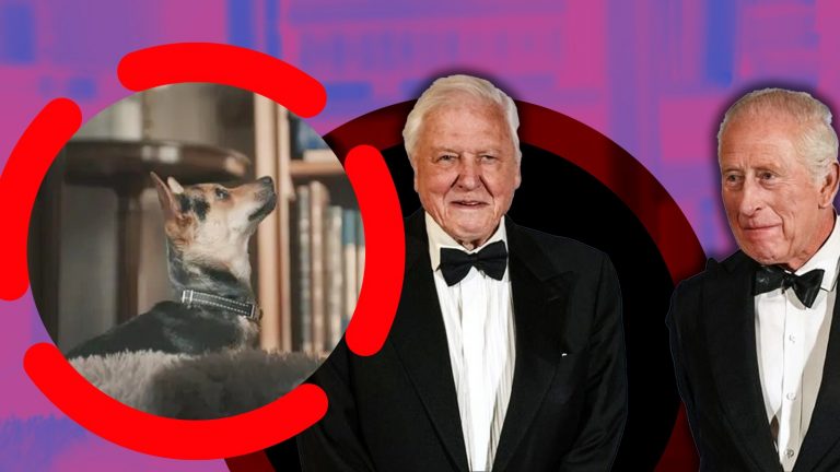 Moley, Cățelușa Reginei Camilla: O Vedetă în Ascensiune și Legătura cu David Attenborough