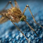 Soluții Naturale pentru Combaterea Insectelor: Sfaturi și Trucuri pentru o Primăvară Fără Dăunători