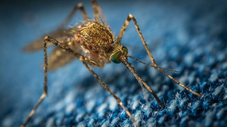 Soluții Naturale pentru Combaterea Insectelor: Sfaturi și Trucuri pentru o Primăvară Fără Dăunători
