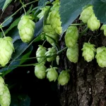 Hameiul: De la Plantă Ignorată la Delicatesă de Lux – O Analiză Detaliată