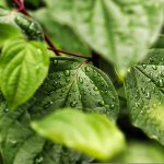 Plantele care alungă insectele în mod natural: soluții verzi pentru curte, balcon și terasă
