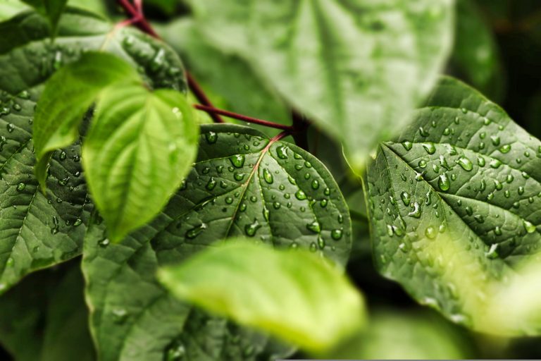 Plantele care alungă insectele în mod natural: soluții verzi pentru curte, balcon și terasă