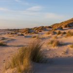 Kniepsand: O Bijuterie Naturală pe Coasta Mării Nordului și Rolul Său Crucial în Ecosistemul Insulei Amrum