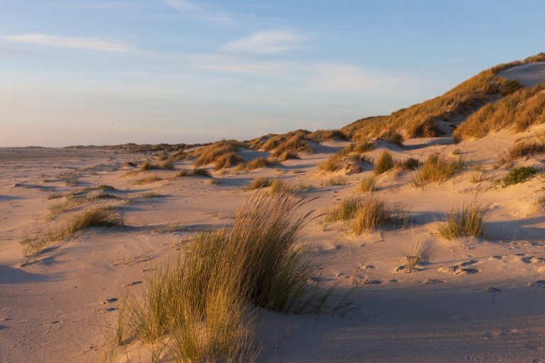 Kniepsand: O Bijuterie Naturală pe Coasta Mării Nordului și Rolul Său Crucial în Ecosistemul Insulei Amrum
