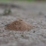 Ghid complet pentru eliminarea mușuroaielor de furnici din grădină: 5 metode eficiente și ecologice