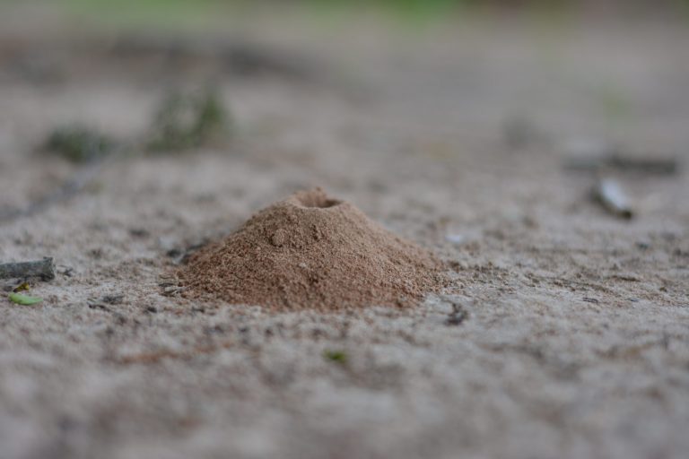 Ghid complet pentru eliminarea mușuroaielor de furnici din grădină: 5 metode eficiente și ecologice