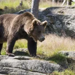Tragedie în inima pădurii: Un bărbat ucis de un urs în Covasna și implicațiile atacurilor animalelor sălbatice
