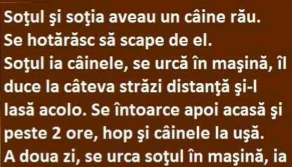 Umorul și Lecțiile din Viața Cotidiană: Analiza Bancurilor cu Câini și Relații