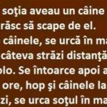 Umorul și Lecțiile din Viața Cotidiană: Analiza Bancurilor cu Câini și Relații