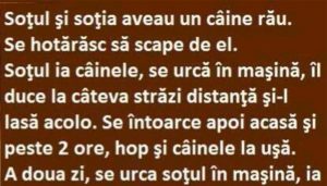 Umorul și Lecțiile din Viața Cotidiană: Analiza Bancurilor cu Câini și Relații