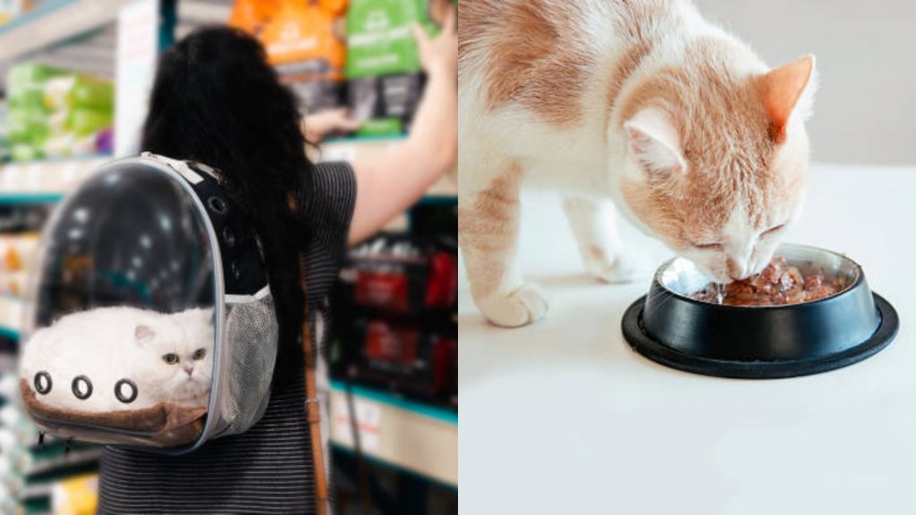 Contaminarea alimentelor pentru pisici: o alarmă națională și implicațiile sale