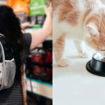 Contaminarea alimentelor pentru pisici: o alarmă națională și implicațiile sale