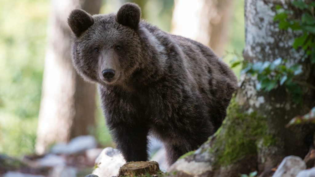 Ursoaică de 100 de kilograme, un semnal de alarmă pentru comunitatea din Sibiu