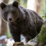 Ursoaică de 100 de kilograme, un semnal de alarmă pentru comunitatea din Sibiu