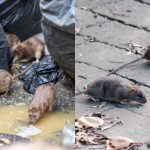 Invazia șobolanilor în București: O criză de sănătate publică în expansiune