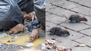 Invazia șobolanilor în București: O criză de sănătate publică în expansiune