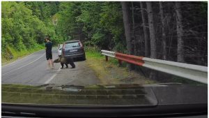 Ursul pe Transfăgărășan: O privire profundă asupra întâlnirilor om-animal și impactul lor în România