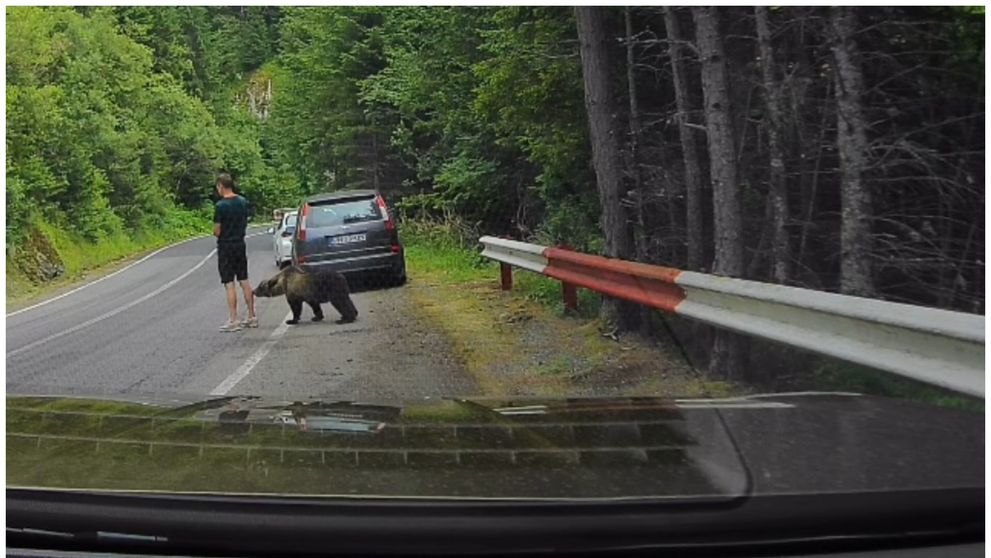 Ursul pe Transfăgărășan: O privire profundă asupra întâlnirilor om-animal și impactul lor în România